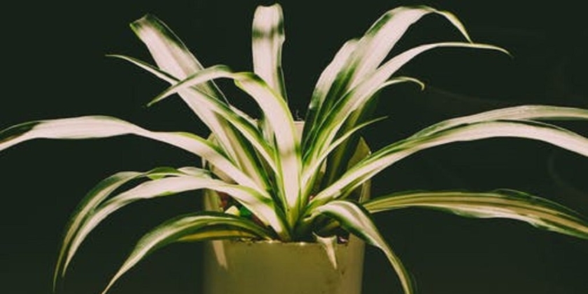 Przycinanie traw ozdobnych - poradnik