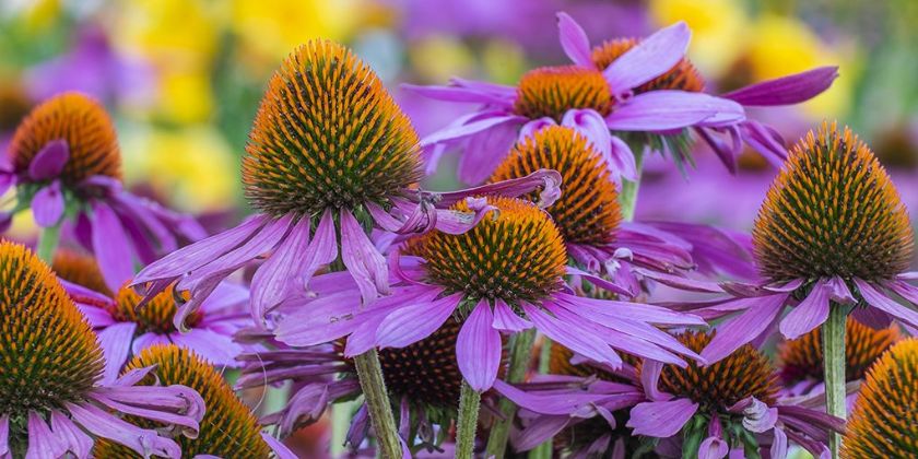 Jeżówka purpurowa - jak uprawiać tę efektowną roślinę w swoim ogrodzie?