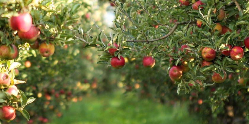 Jak i kiedy przycinać drzewa i krzewy owocowe?