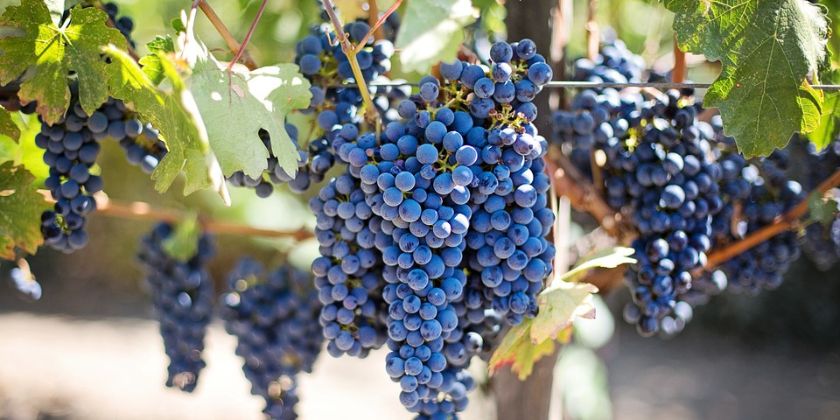 Sadzenie winogron - terminy, wymagania i pielęgnacja