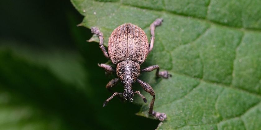 Zwalczanie opuchlaków - oprysk i inne metody