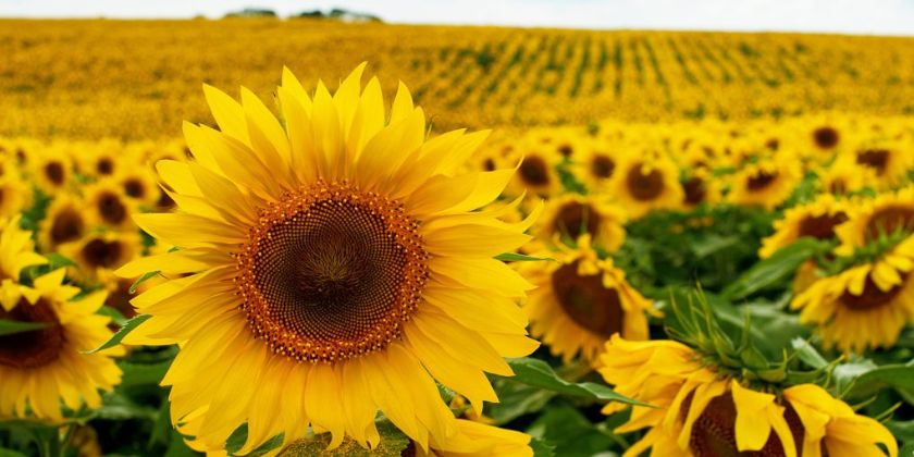 Słonecznik zwyczajny - wysiew, stanowisko, pielęgnacja, wymagania