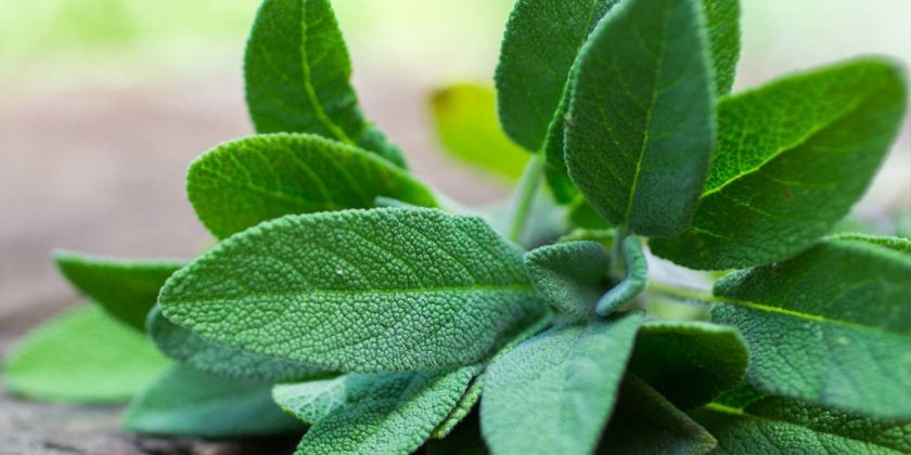 Jak najlepiej uprawiać szałwię omszoną?