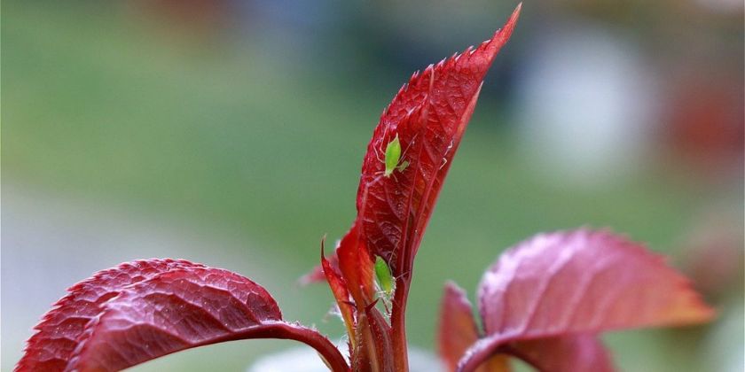 Oprysk na mszyce, czyli naturalne i chemiczne zwalczanie szkodników