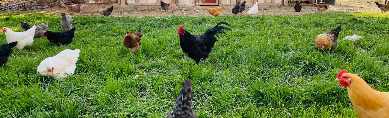 Krok po kroku: jak samodzielnie zbudować kurnik w ogrodzie