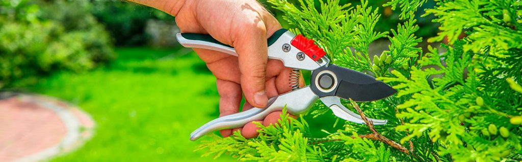 Najlepszy sekator, który poradzi sobie z każdym żywopłotem