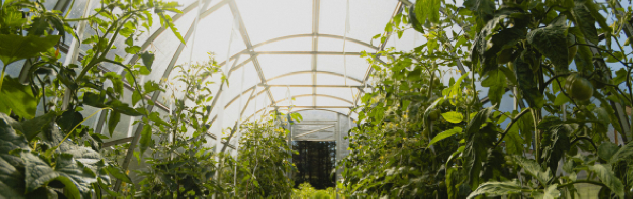 Odkryj zalety szklarni ogrodowej: co, jak i kiedy uprawiać?